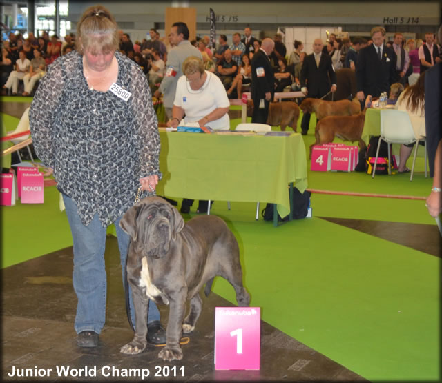 mastino napoletano: Bonnie van de Wiltimana 