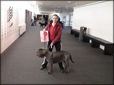  mastino Kimberly van de Wiltimana