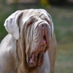 blondie van de wiltimana