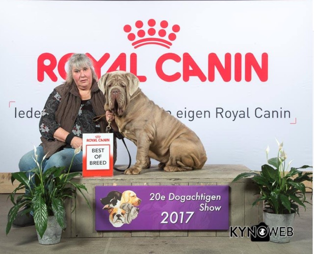 blondie dutch champion 2017