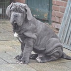 kloss de azzurra puppy